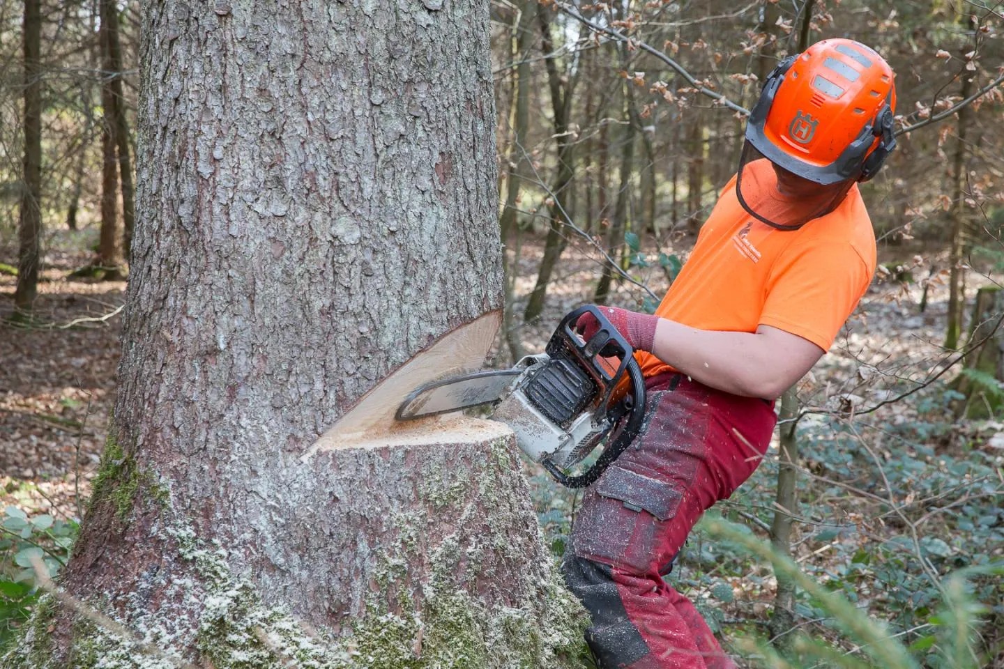 Forestier-ère-bûcheron-ne CFC
