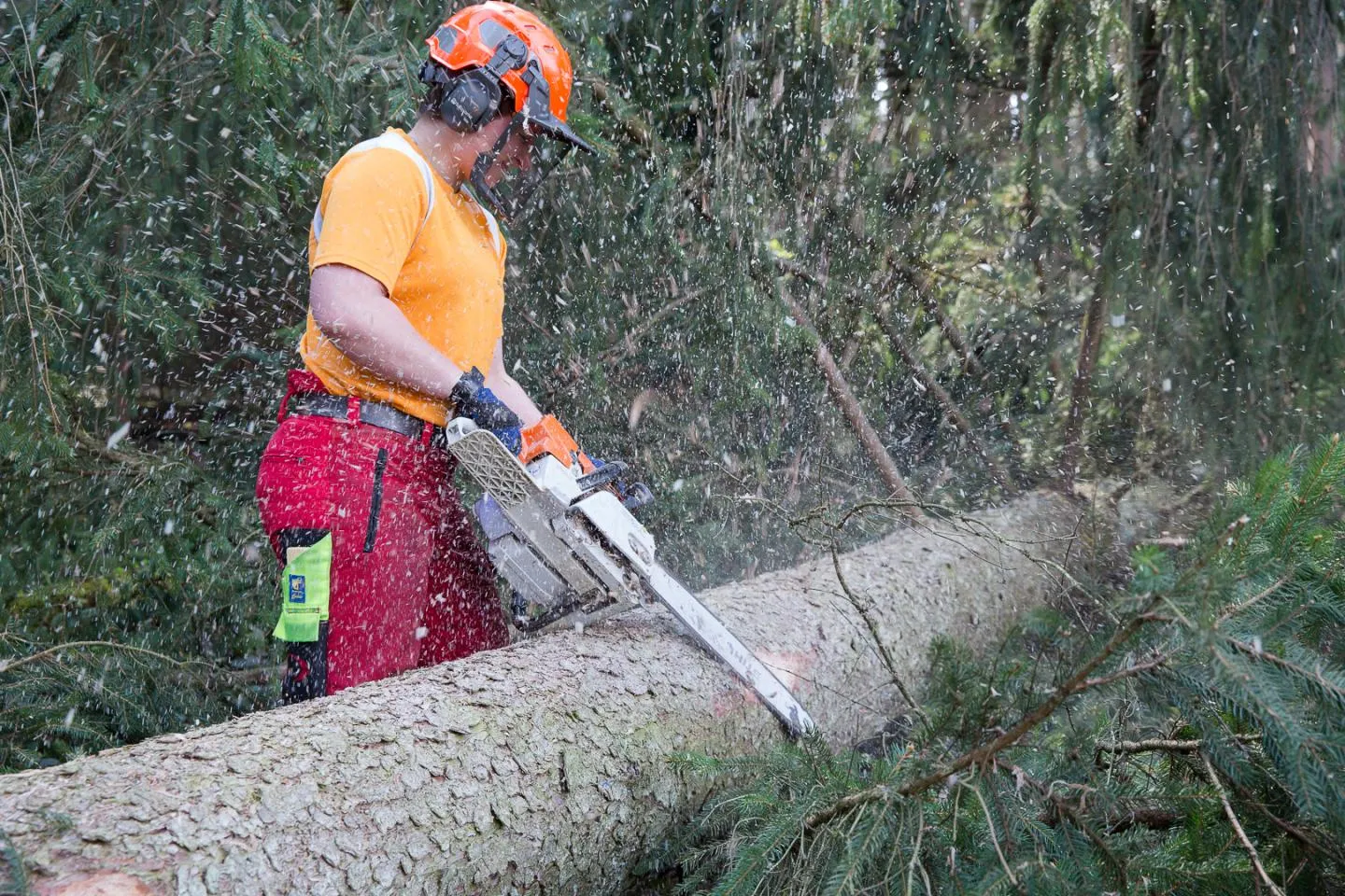 Forestier-ère-bûcheron-ne CFC