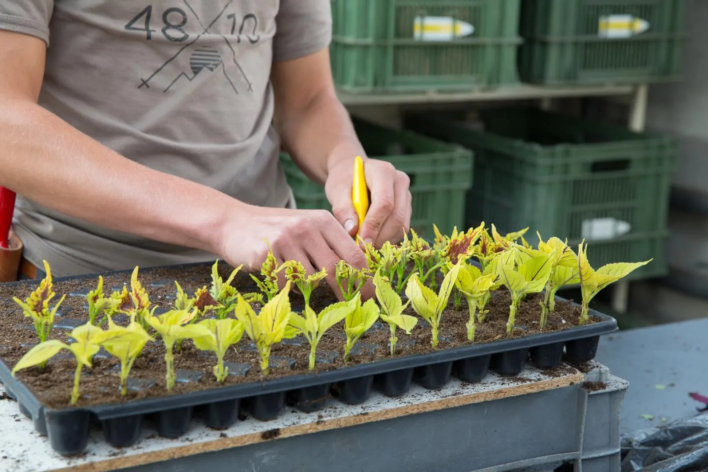 Horticulteur-trice CFC