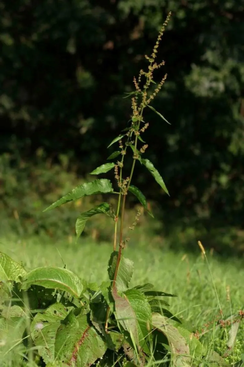 Rumex à feuille obtuses (Rumex obtusifolius)