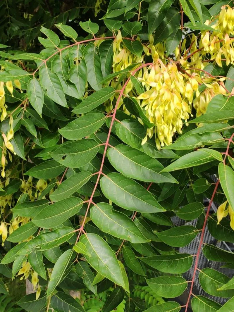 Ailante (Ailanthus altissima)