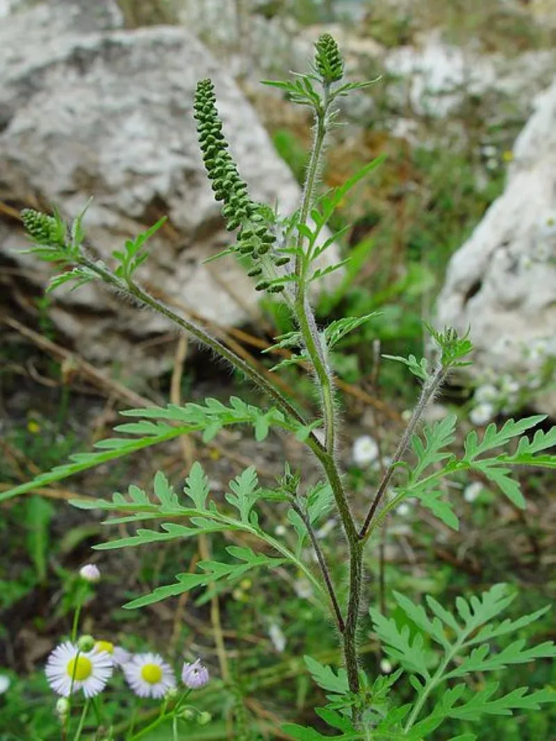 Ambroisie (Ambrosia artemisiifolia)