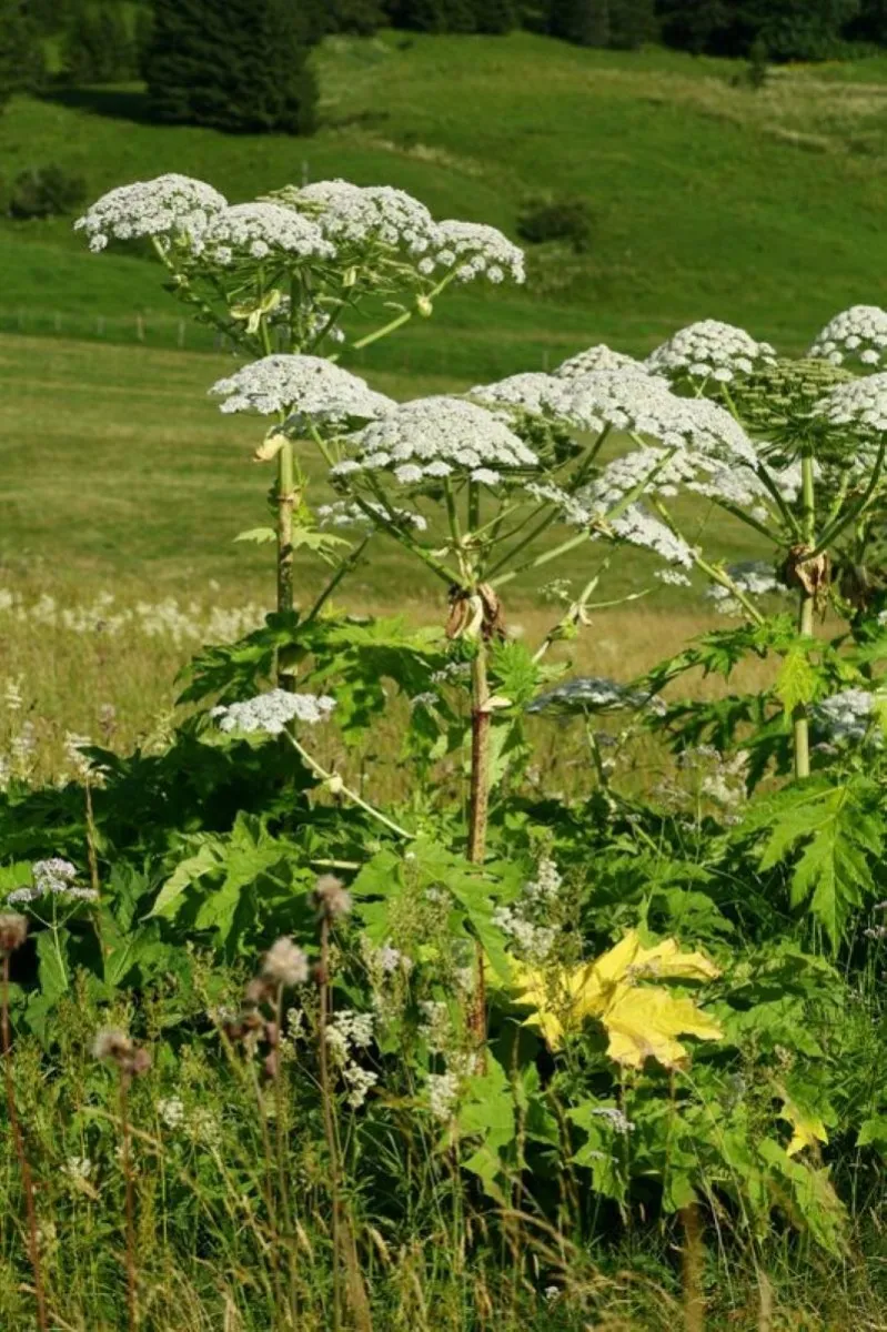 Berce du Caucase (Heracleum mantegazzianum)