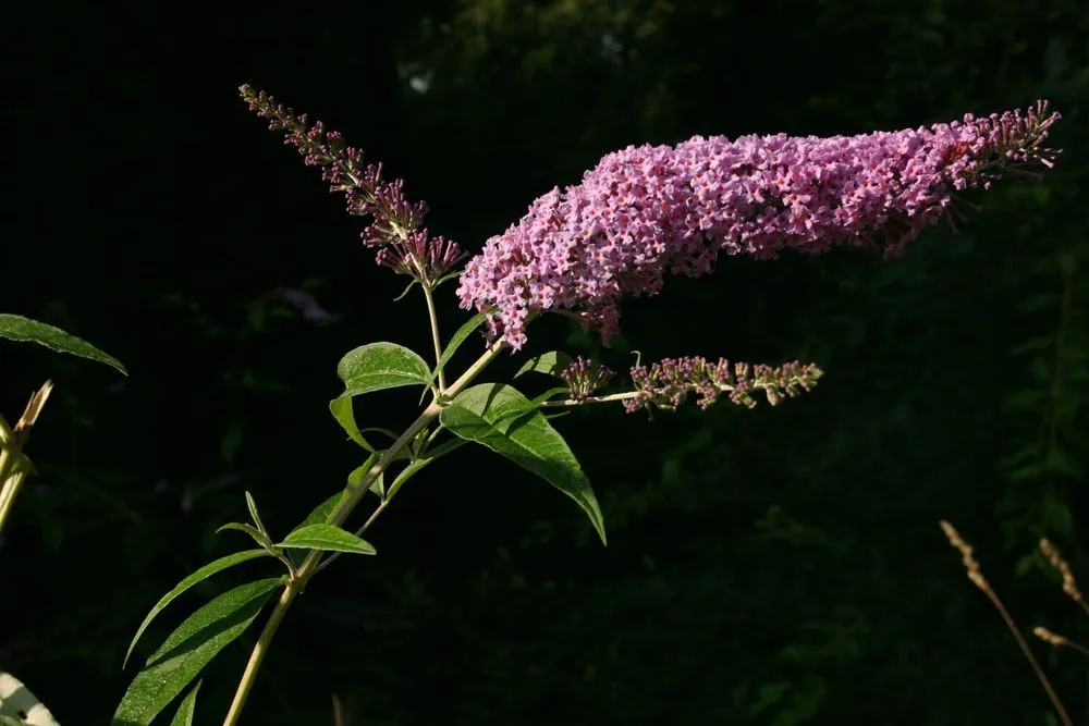 Buddleia ou arbre à papillon (Buddleja davidii)
