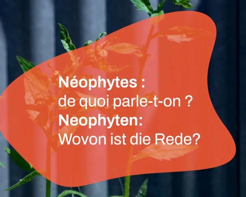 Campagne lutte plantes problématiques