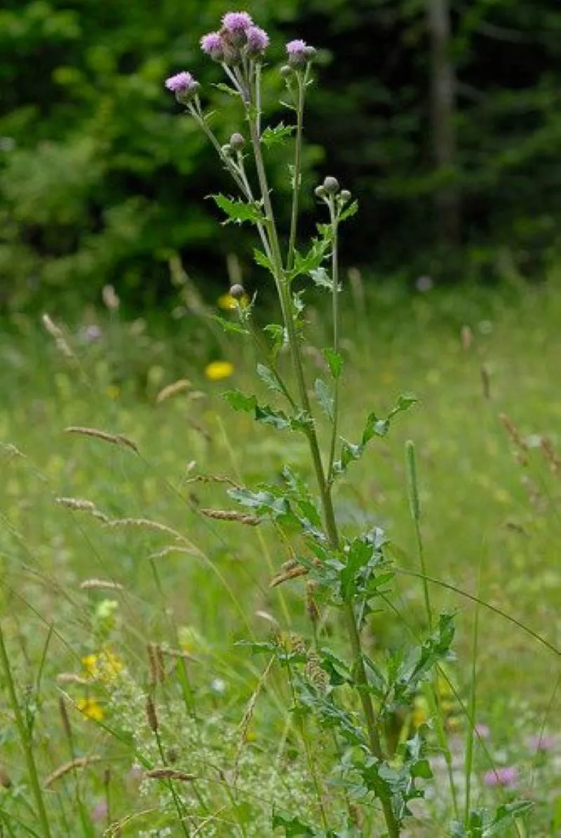 Chardon des champs (Cirsium arvense)