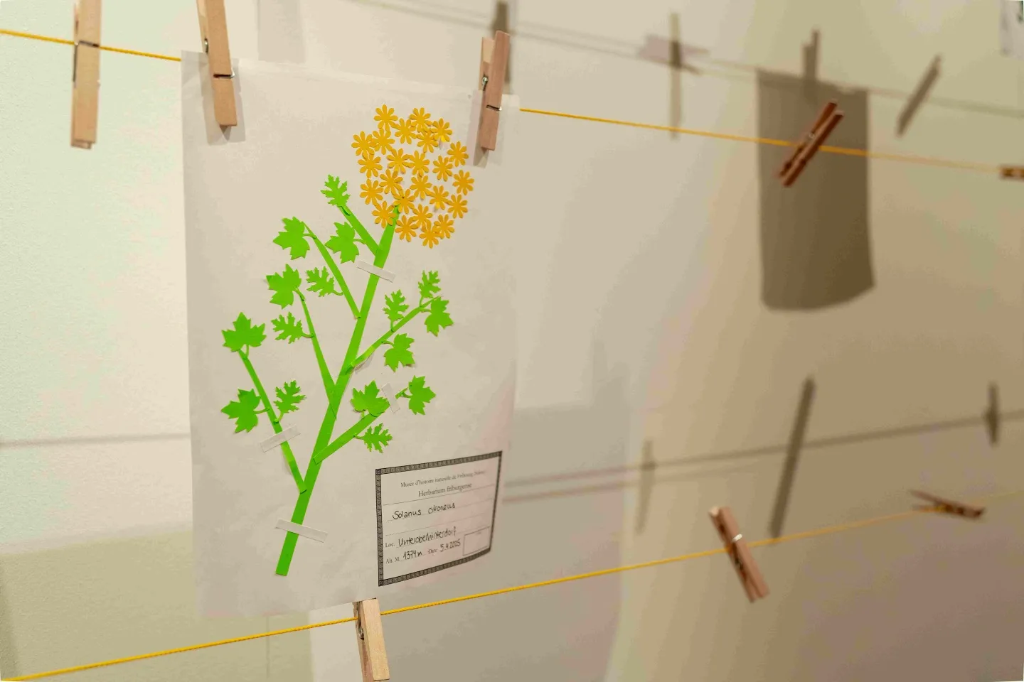 Histoires d'herbiers - Activité pour enfants