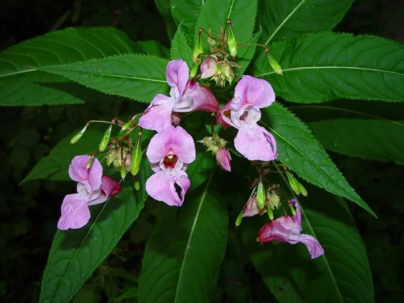 Impatiente glanduleuse / Balsamine de l’Himalaya (Impatiens glandulifera)