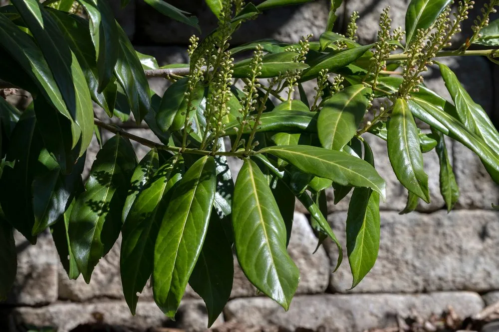 Laurier-cerise / Laurelle (Prunus laurocerasus)