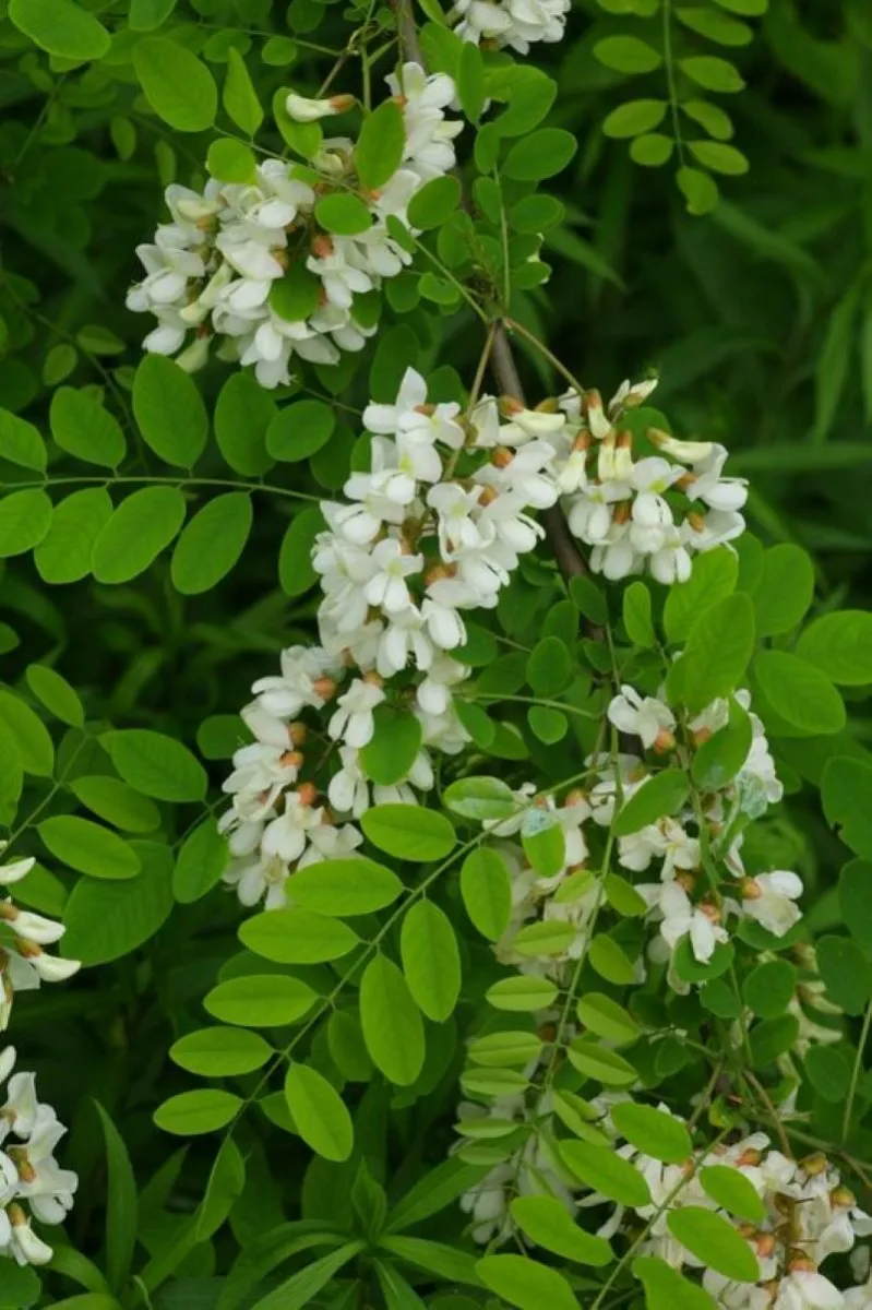 Robinier / Acacia blanc (Robinia pseudoacacia)