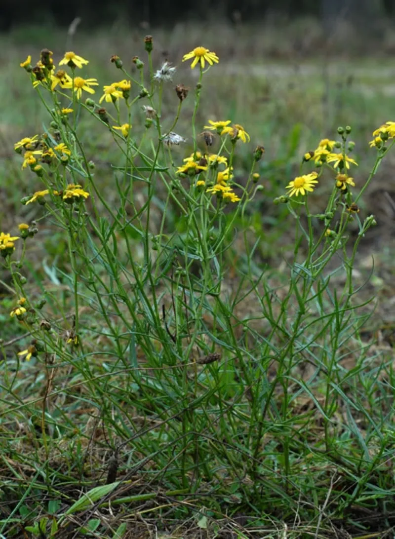 Séneçon du Cap (Senecio inaequidens)