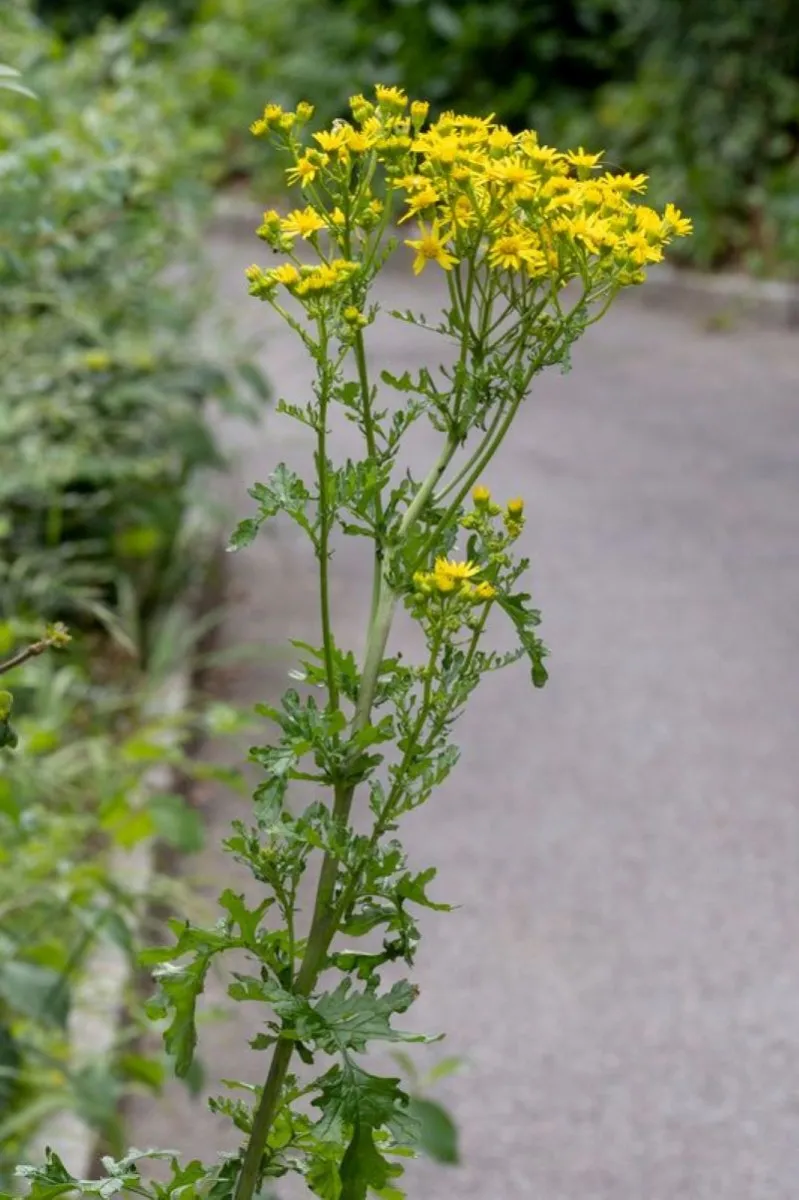 Sénéçon jacobée (Senecio jacobaea)