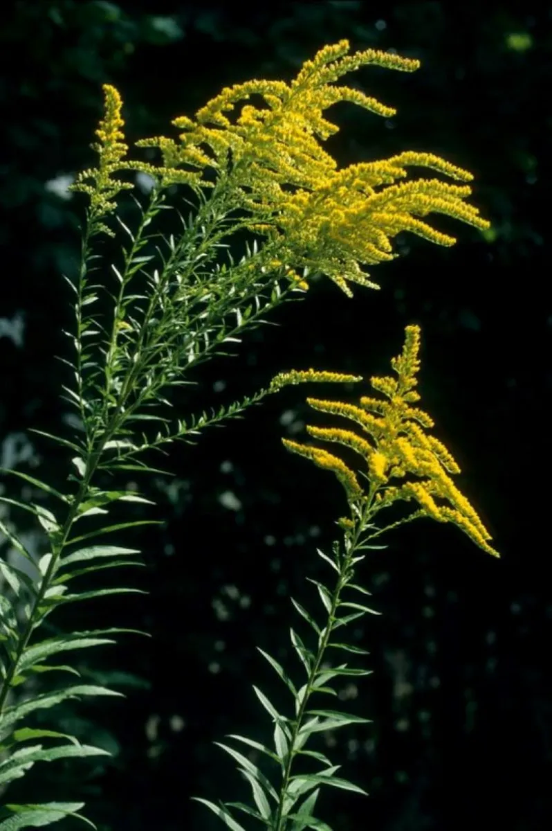 Solidages nord-américains (Solidago canadensis aggr.)