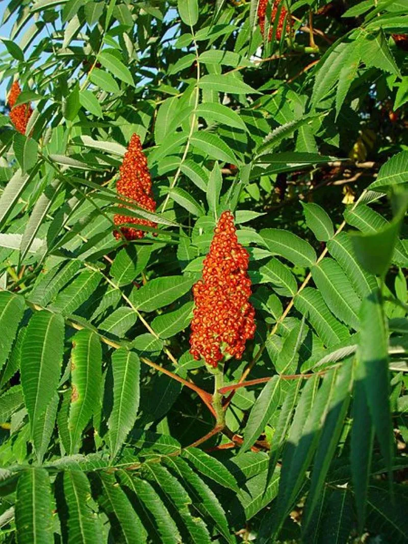 Sumac / vinaigrier (Rhus typhina)