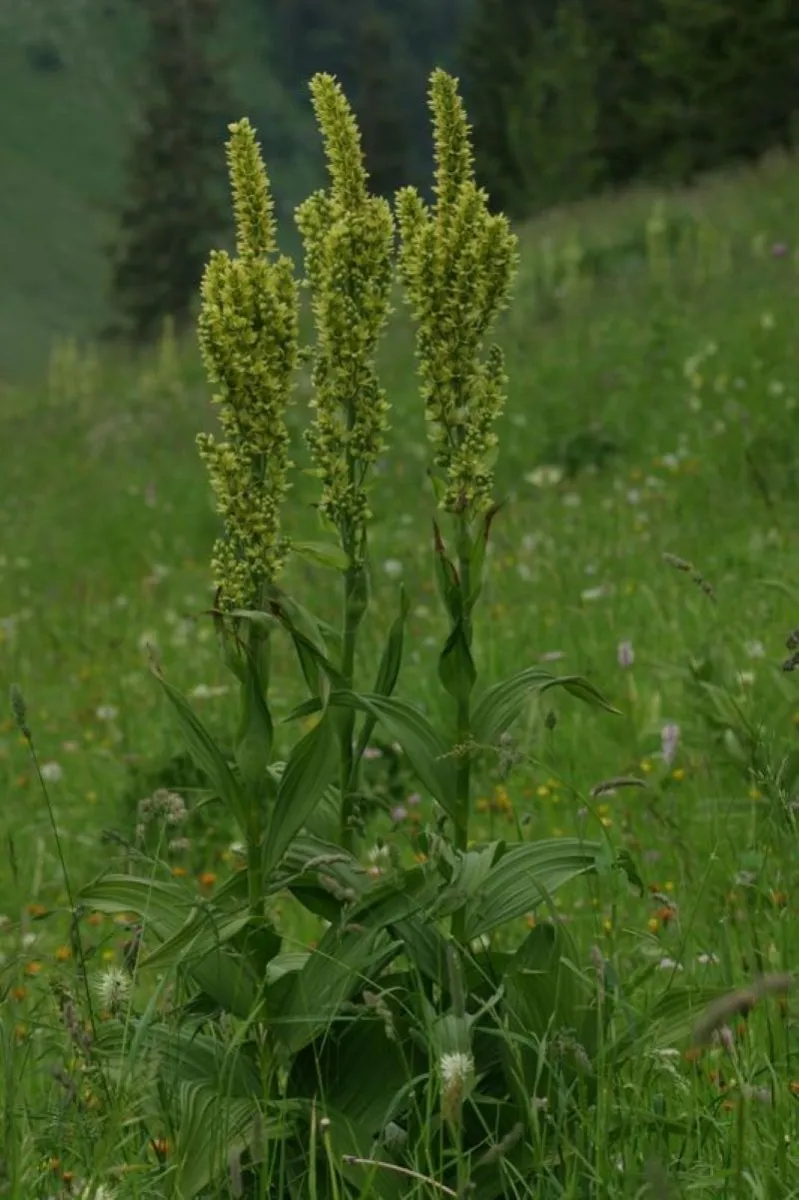 Vérâtre blanc (Veratrum album)