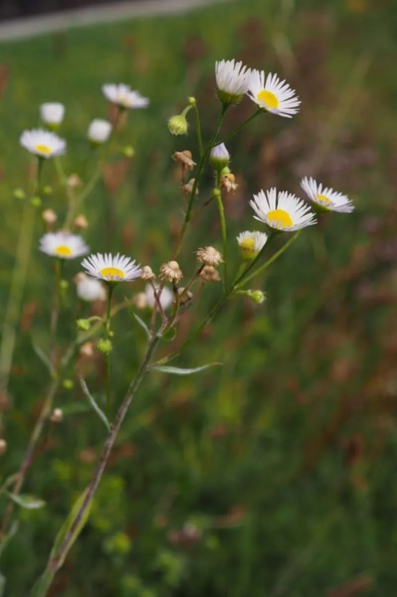 Vergerette annuelle (Erigeron annuus)