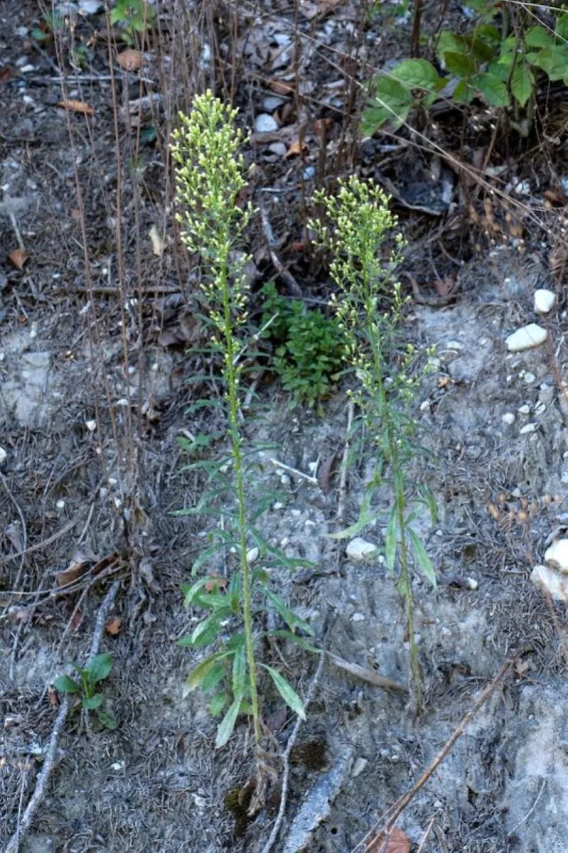 Vergerette du Canada (Conyza canadensis)