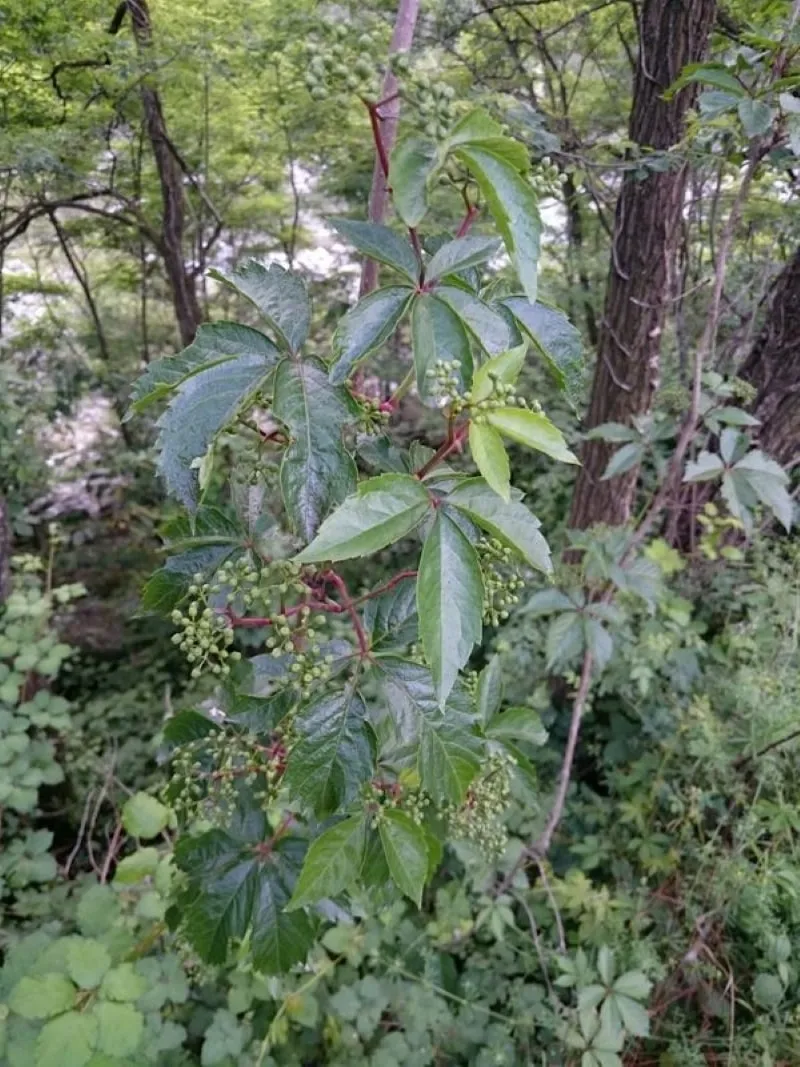 Vignes vierges à 5 folioles (Parthenocissus quinquefolia aggr.)