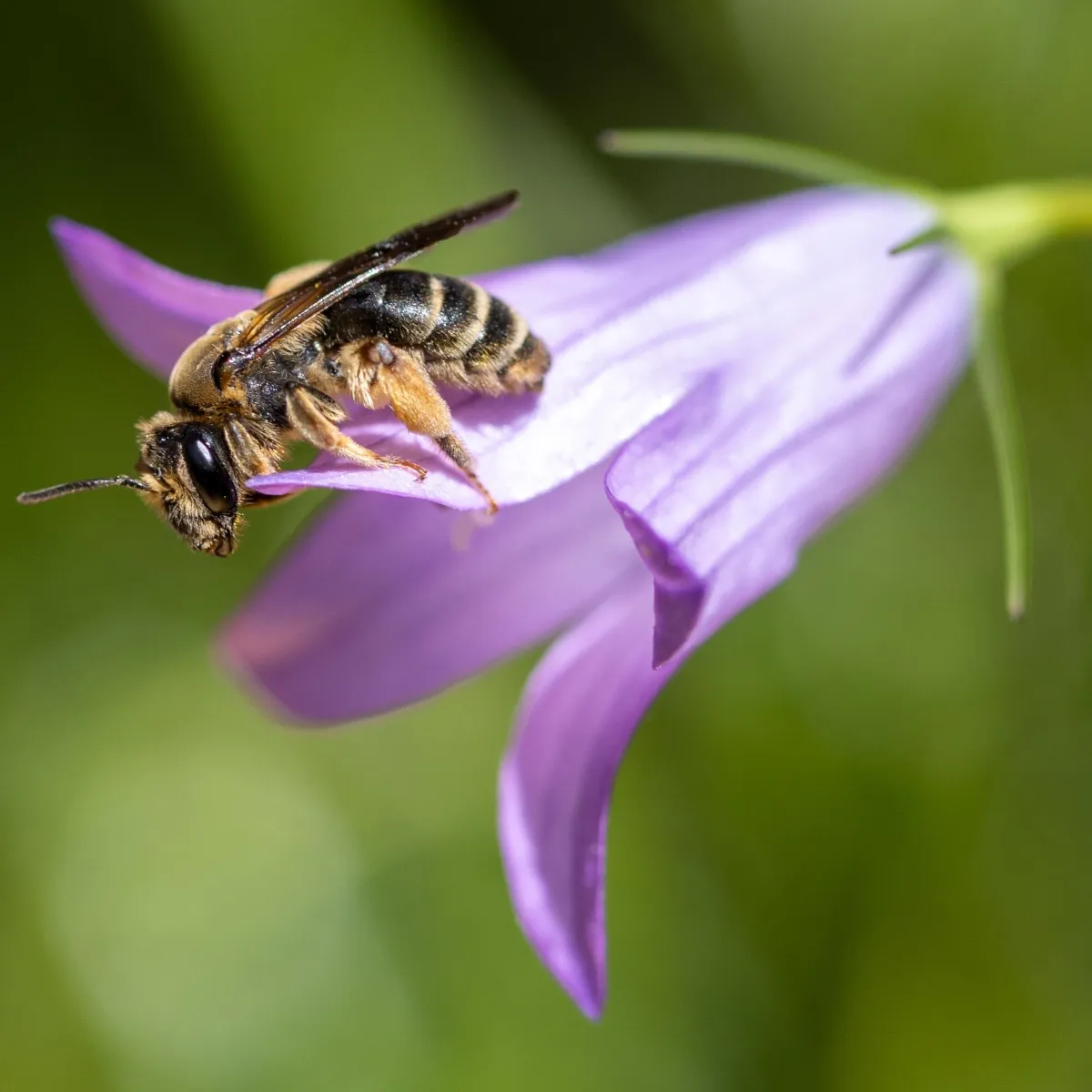 Grauschuppige Sandbiene (Andrena pandellei)
