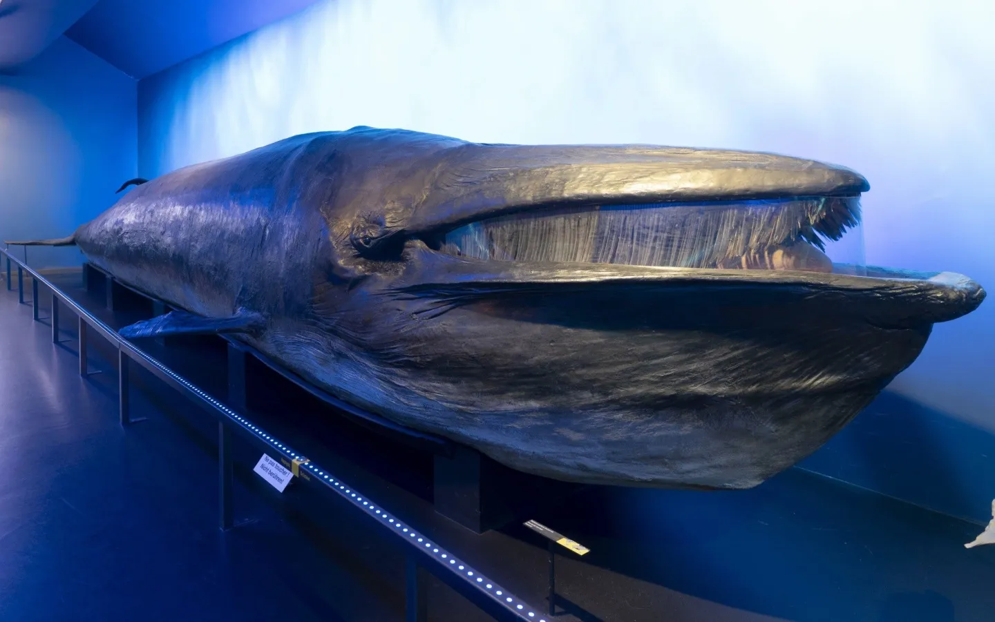 Der berühmte Seiwal des Museums, eines der wenigen derartigen Präparate de Welt