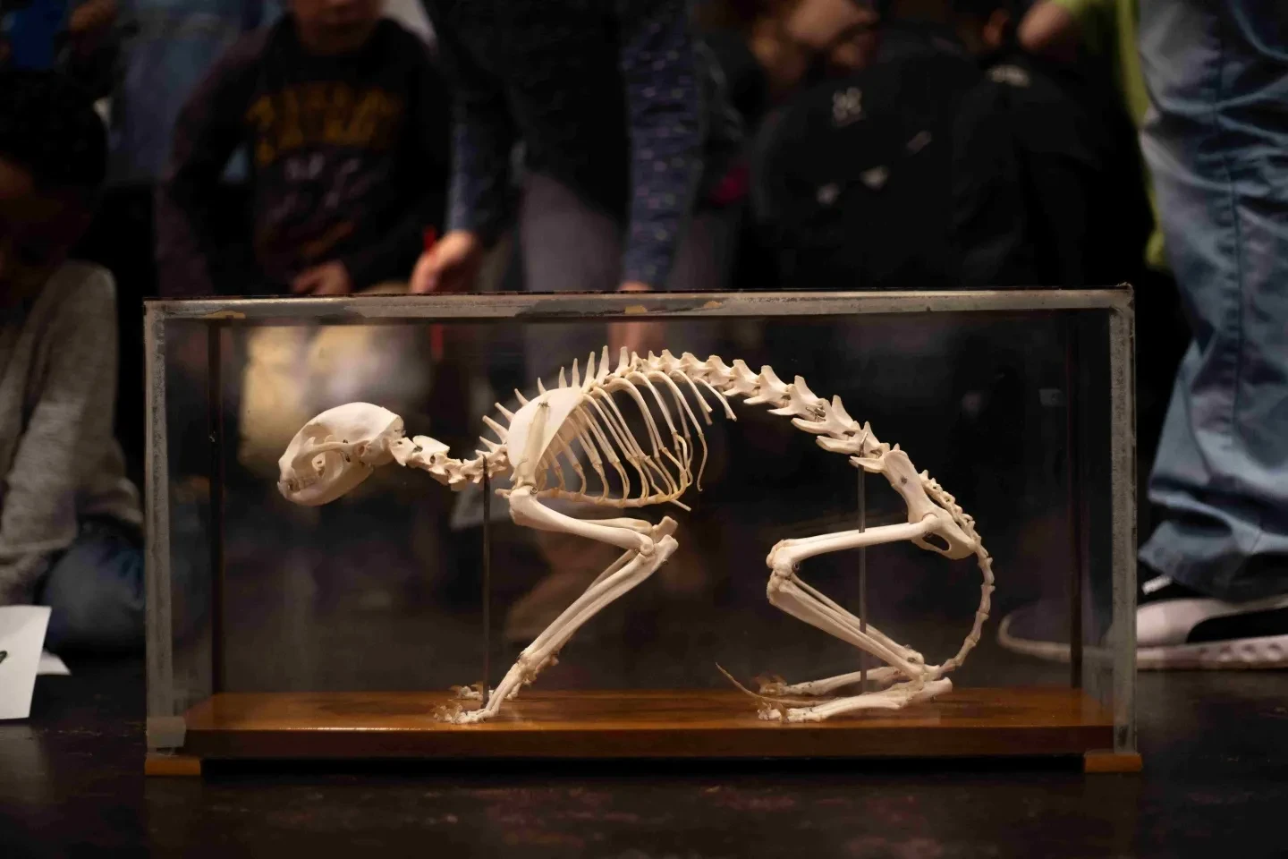 Den Geheimnissen von Skeletten auf der Spur