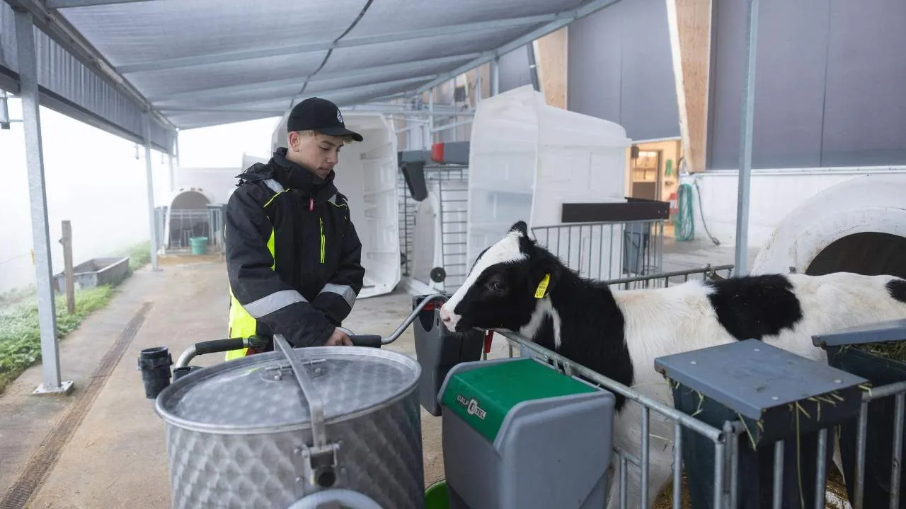 AFP vache