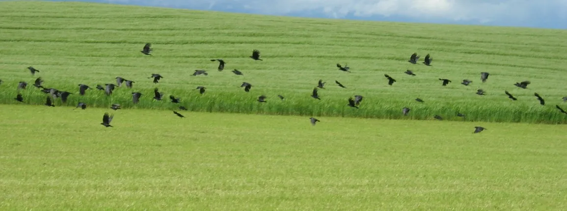 corvidés oiseaux