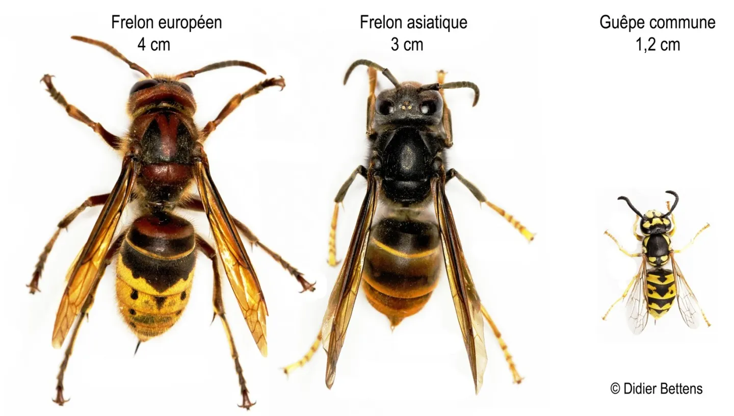 Europäischen Hornisse - Gelbbeinigen Asiatische Hornisse - Wespe