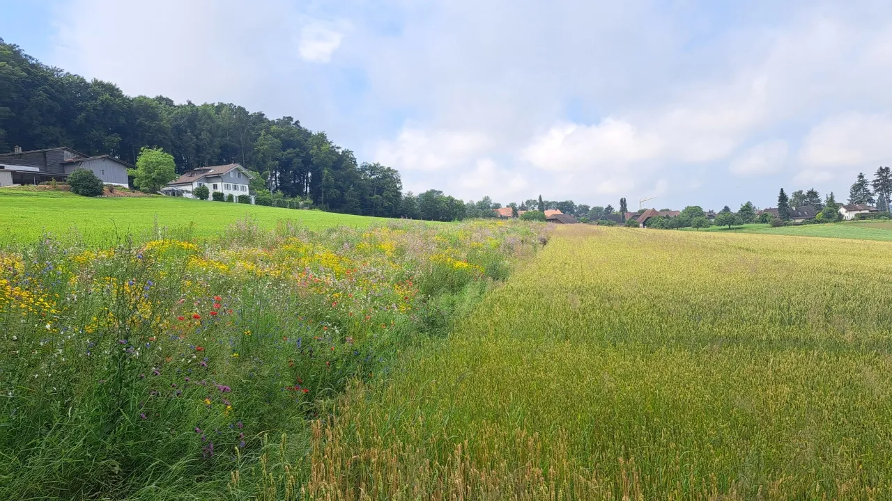 La jachère : une surface de promotion de la biodiversité de qualité