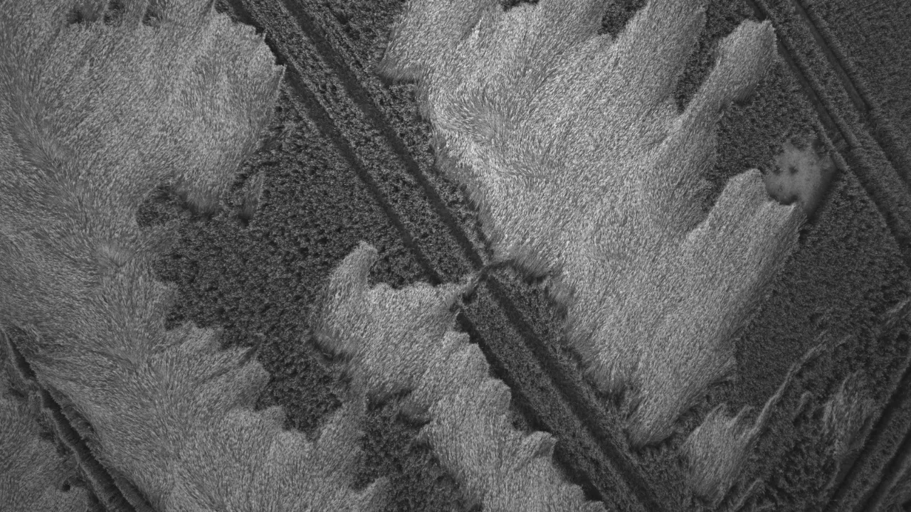    Lagerndes Getreide infolge Stickstoffüberschuss