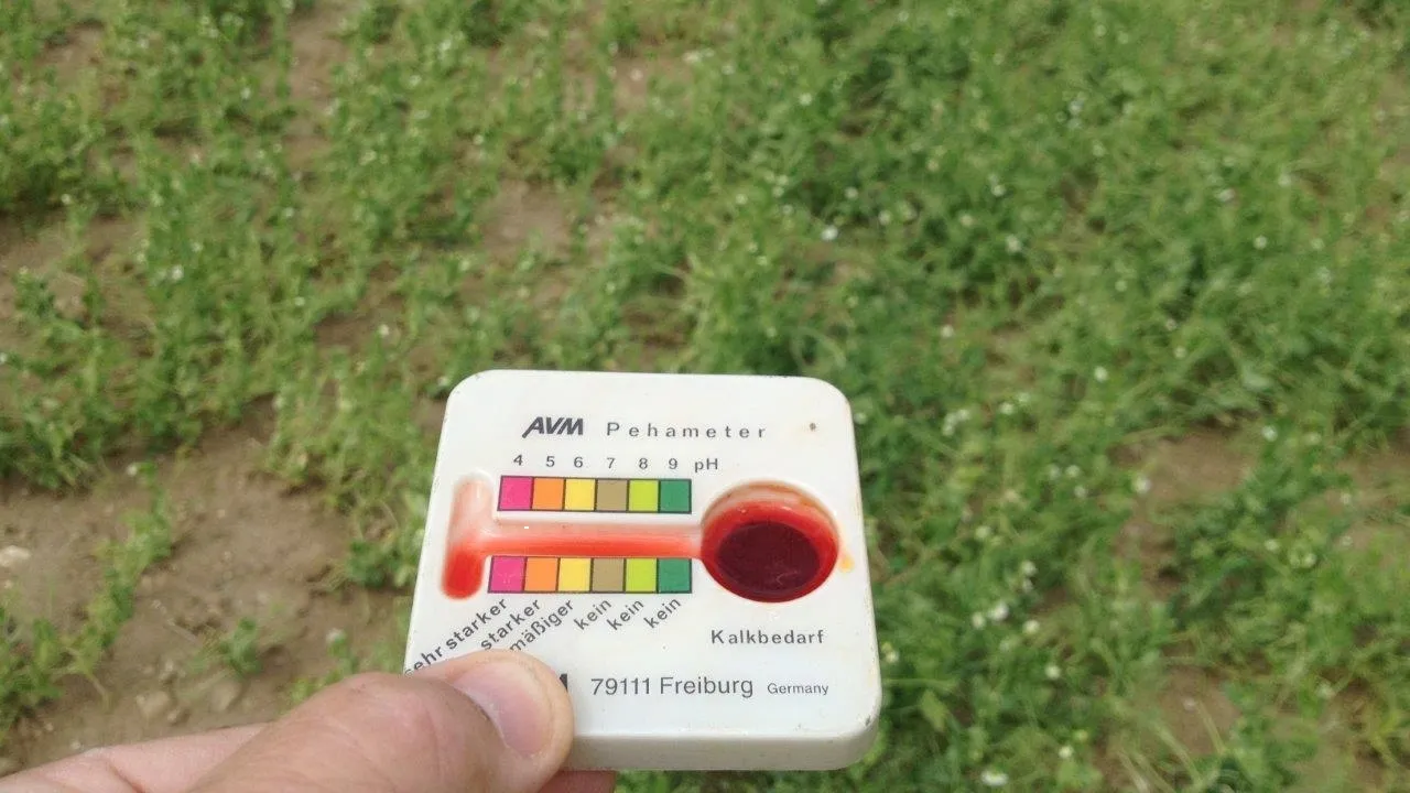 Pois sur sol acide : les plantes sont mal développées.
