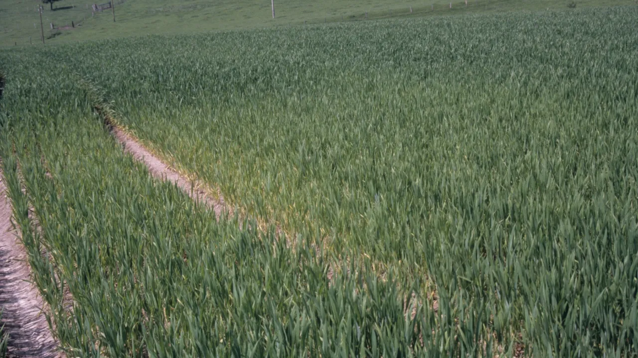 Les fenêtres de fertilisation permettent de vérifier l'efficacité de la mesure.