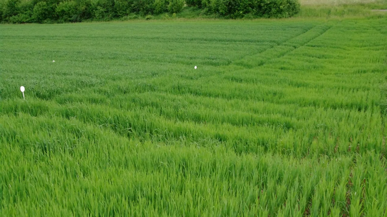 Une carence en azote en bordure de champ peut indiquer une fertilisation irrégulière ou des dommages structurels dans le sol.