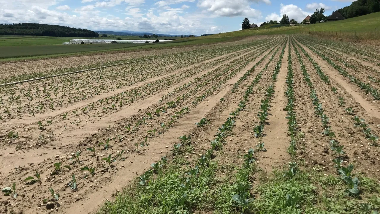Érosion en nappe formant une croûte de battance sur de jeunes plants.