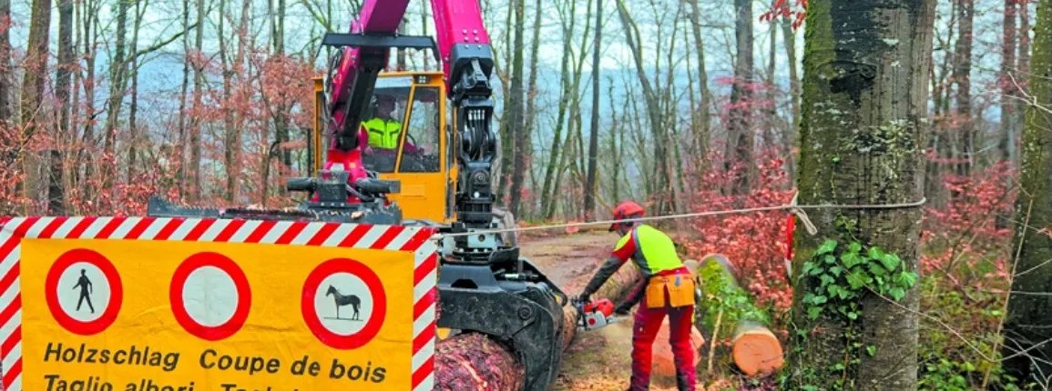 Praticien-ne forestier-ère | AFP