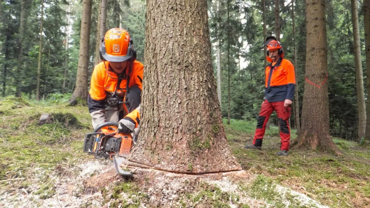 Praticien-ne forestier-ère | AFP