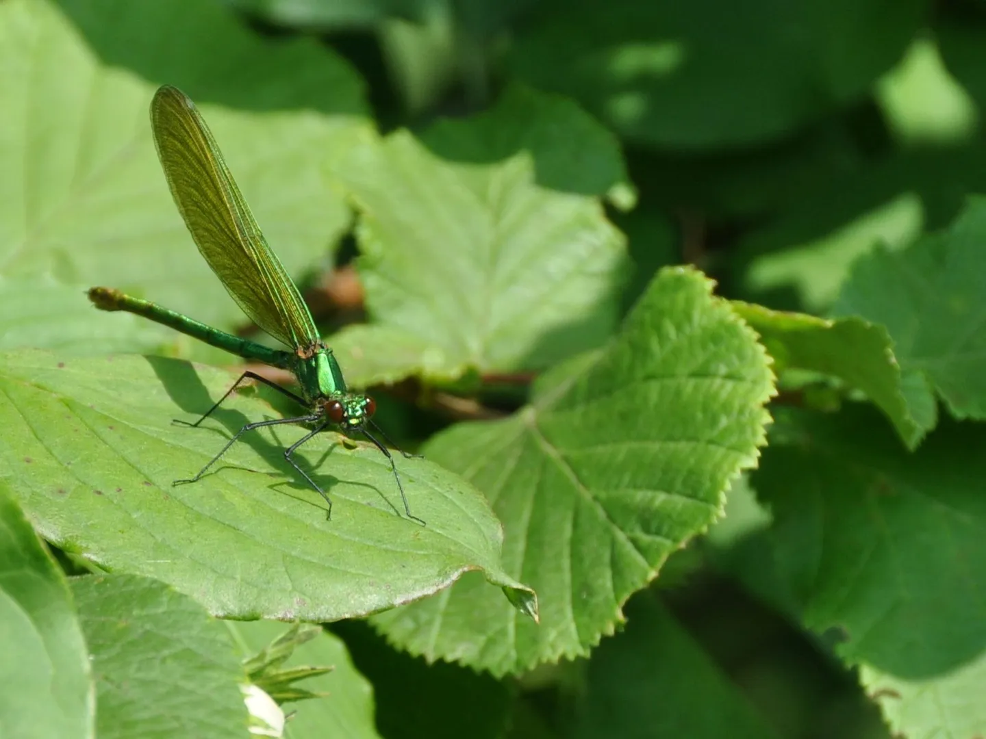 Spécialiste en biodiversité - caloptéryx vert