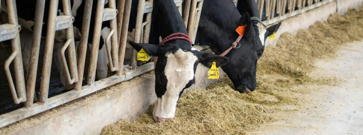 vaches fribourgeoises