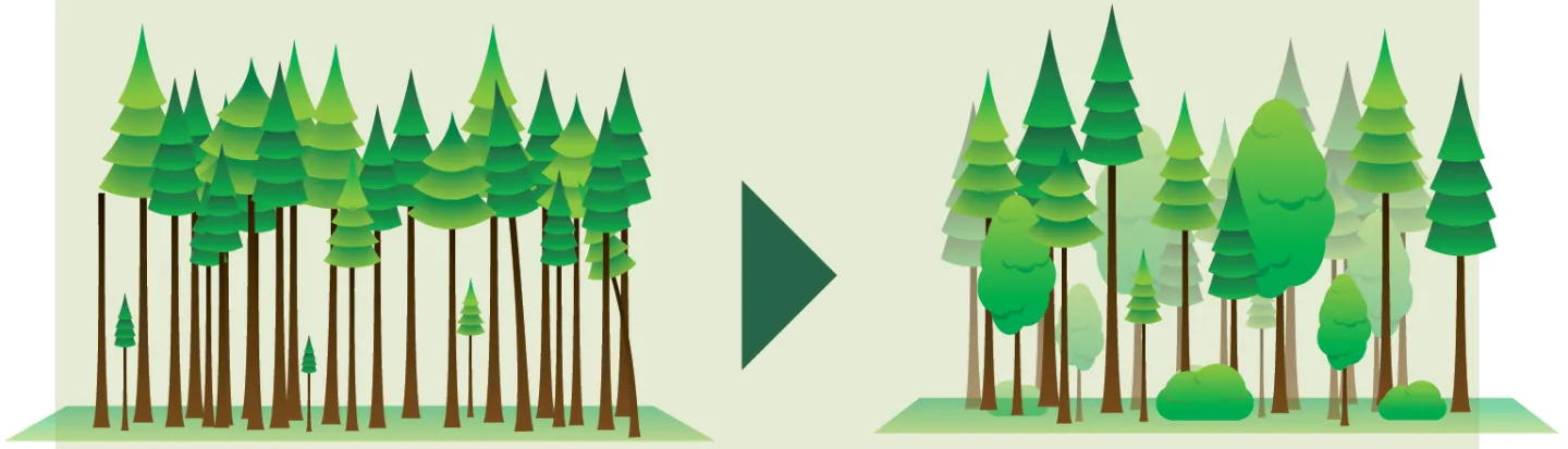 Anpassung der Wälder an den Klimawandel