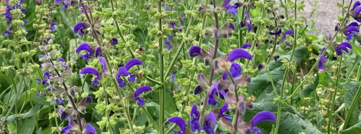 Biodiversité : sauge sauvage