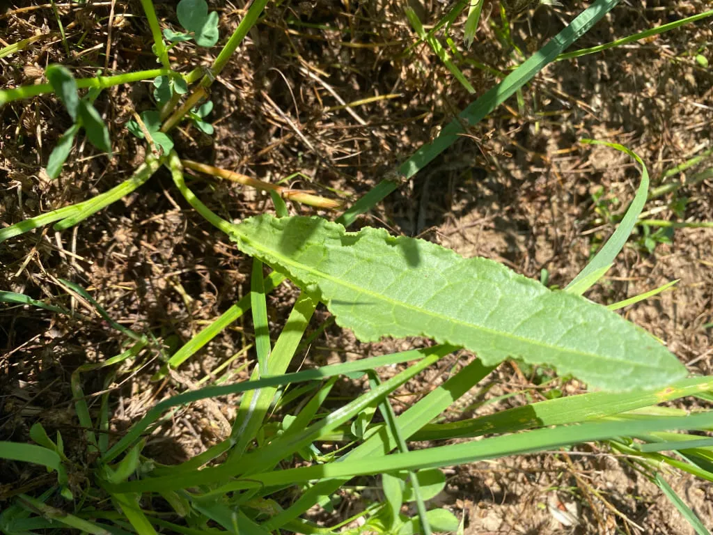 Crépu rumex