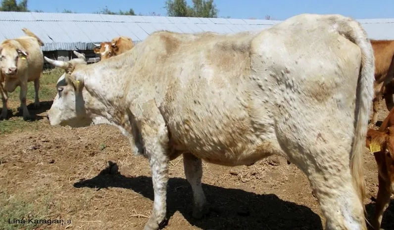 Vache atteinte de DNC