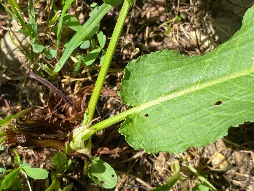 Feuilles obtuses