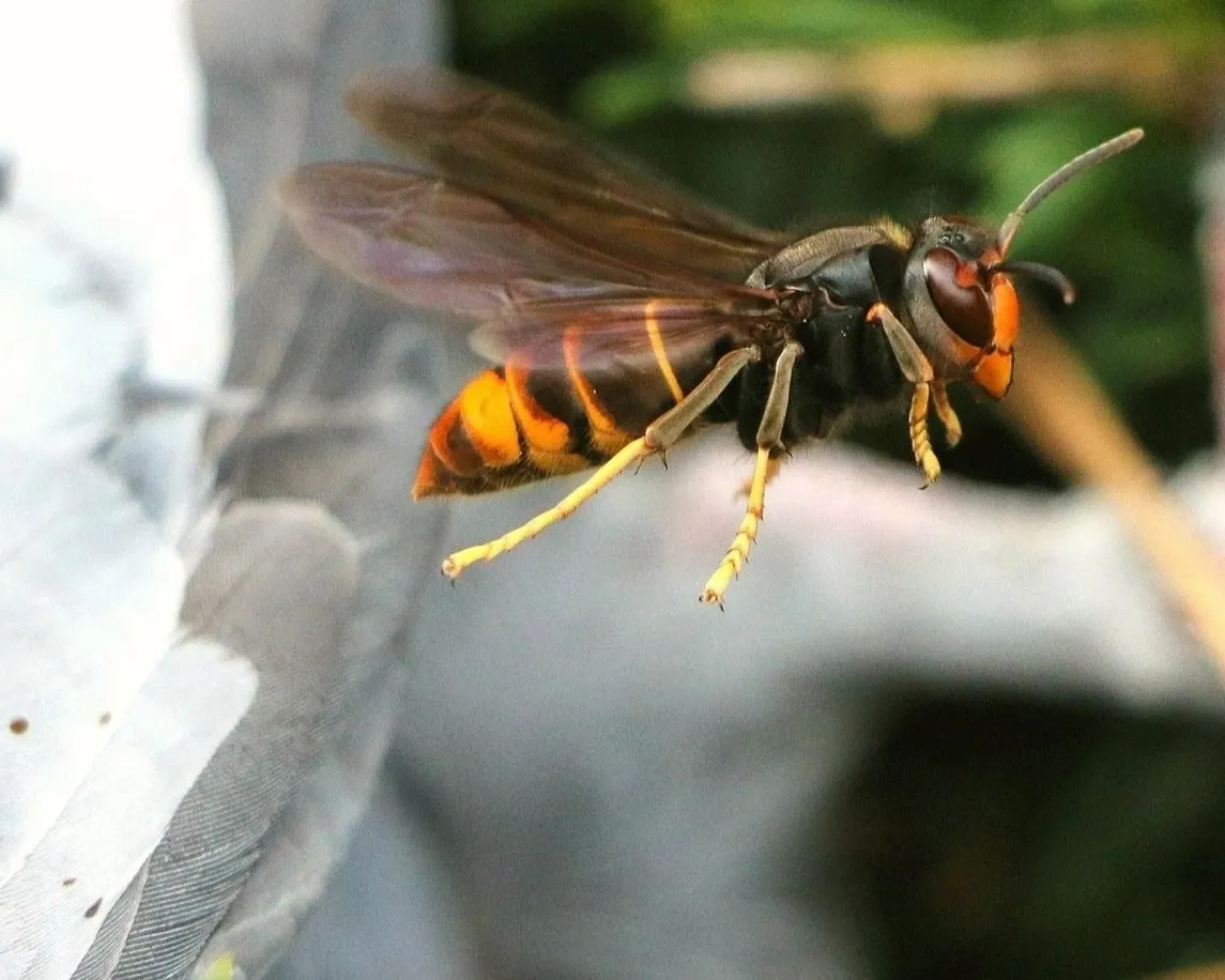 Frelon asiatique à pattes jaunes