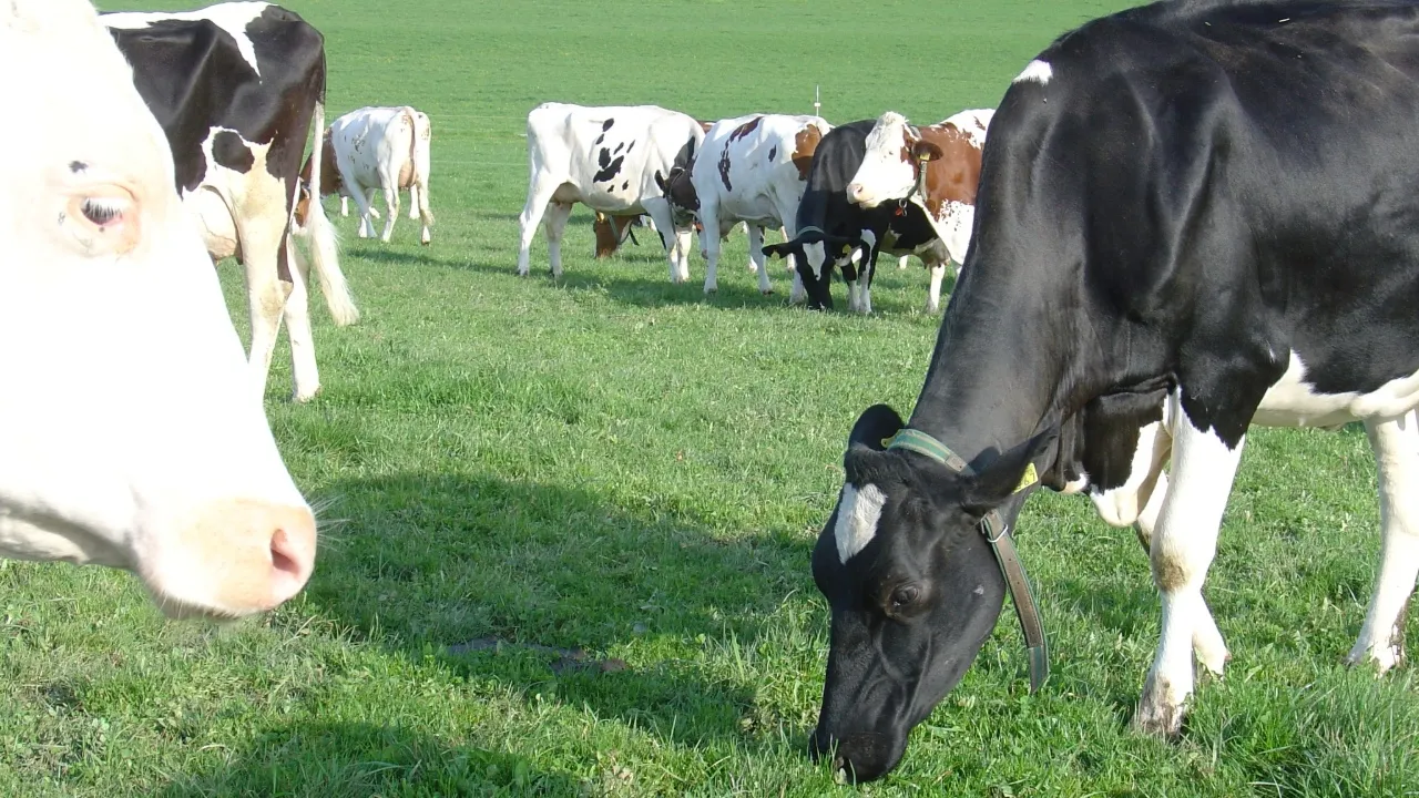 Le pâturage génère moins d'émissions d'ammoniac. Il convient de surveiller la teneur en urée du lait.
