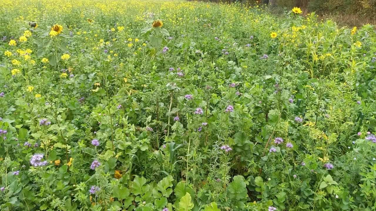 Gründüngungen sollten zur Sicherung von Stickstoff erst im Frühjahr umgebrochen werden.