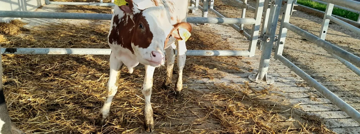 Der größte Teil des in der Schweiz ausgebrachten Stickstoffs stammt aus Hofdünger.