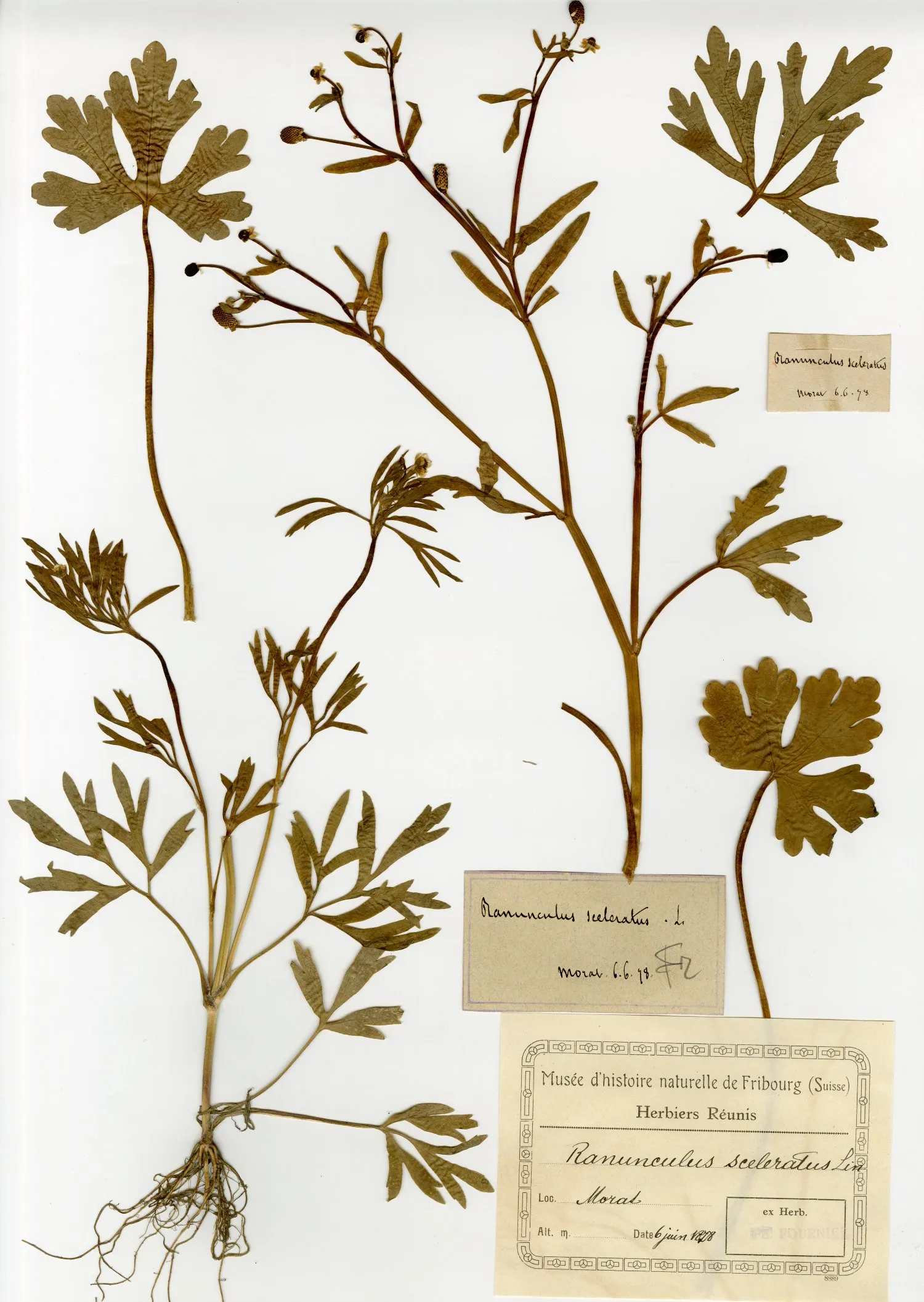 Planche d'herbier - Ranunculus sceleratus