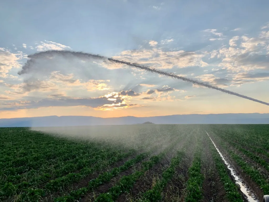 irrigation