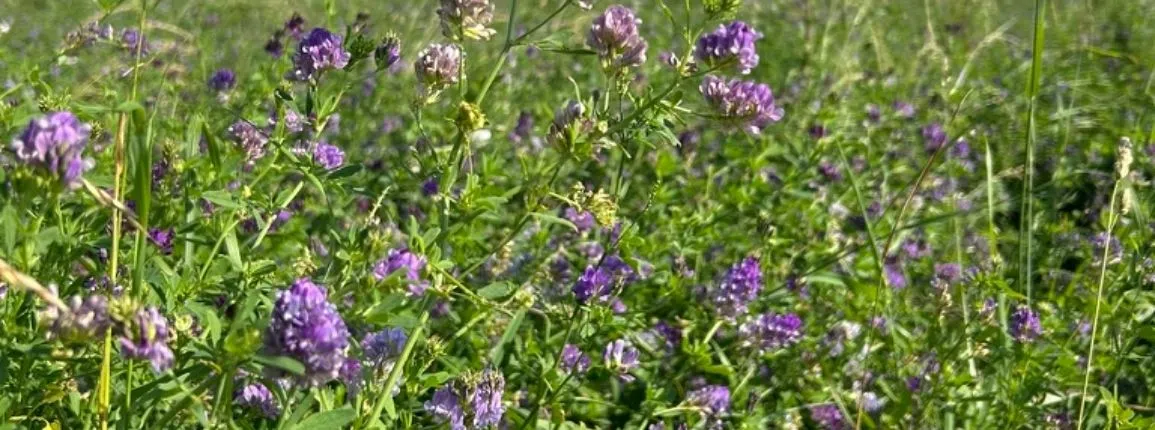 Luzerne fleurs
